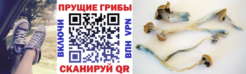 Псилоцибиновые грибы Psilocybine cubensis Ленинск